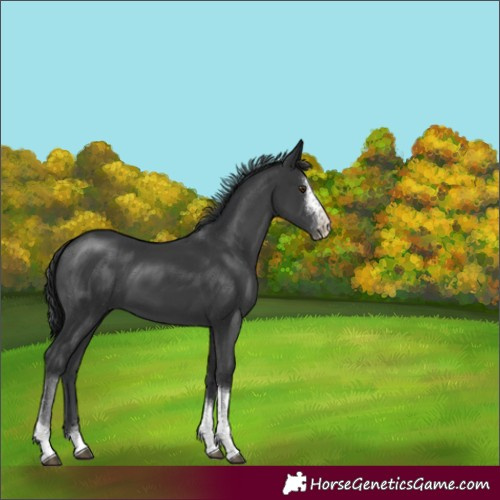Horse Color:Black Sabino Tobiano 