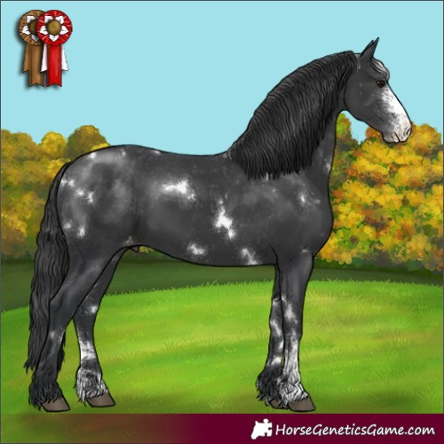 Horse Color:White Spotted Black Sabino Appaloosa 