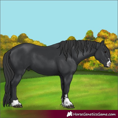 Horse Color:Black 
