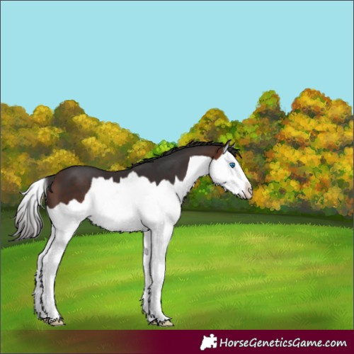 Horse Color:Bay Splash Appaloosa 