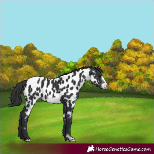 Horse Color:Black Frame Near Leopard 