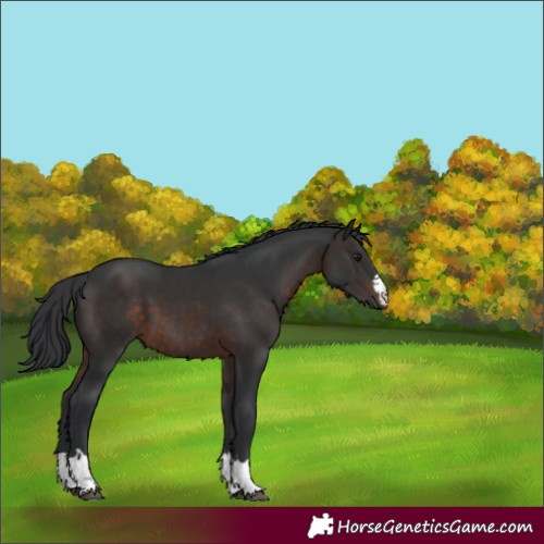 Horse Color:Brown 
