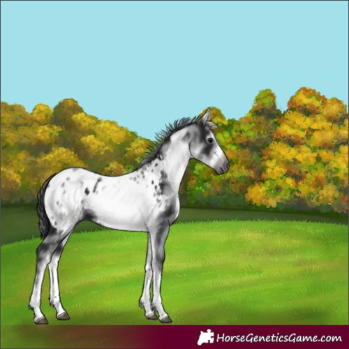 Horse Color:Gray White Spotted Black Splash Frame Appaloosa 