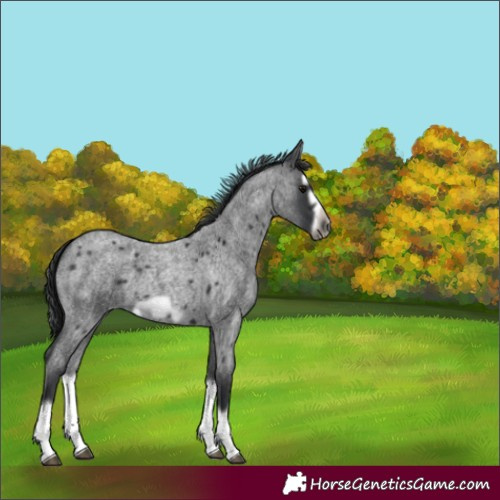 Horse Color:Blue Roan Splash Frame 