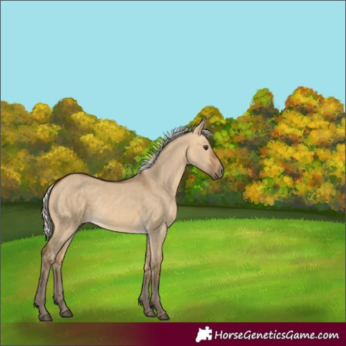 Horse Color:Silver Buckskin Dun 