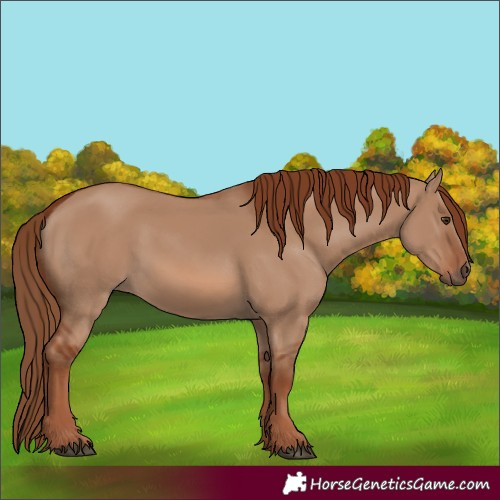 Horse Color:Red Dun Rabicano 
