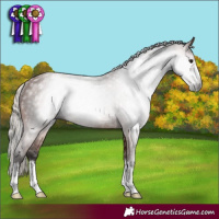 Horse Color:Gray Silver Bay Rabicano 