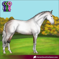 Horse Color:Gray Silver Bay Rabicano 