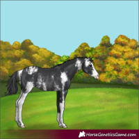 Horse Color:Black Sabino Appaloosa Rabicano 