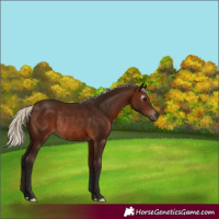 Horse Color:Gray Silver Bay Rabicano 
