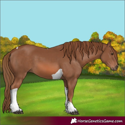 Horse Color:Chestnut Tobiano 