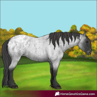 Horse Color:Blue Roan Appaloosa 