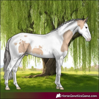 Horse Color:Bay Dun Splash Tobiano 
