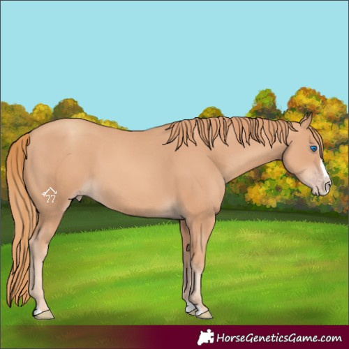 Horse Color:Gold Champagne Splash 