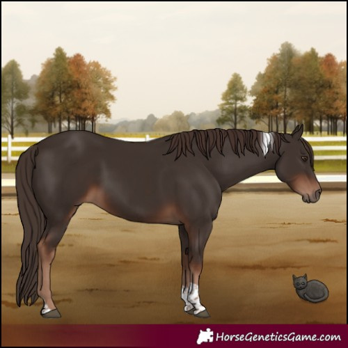 Horse Color:Liver Chestnut Tobiano