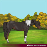 Horse Color:Liver Chestnut Tobiano 