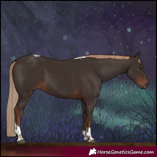 Horse Color:Liver Chestnut Tobiano 