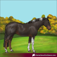 Horse Color:Liver Chestnut Tobiano 