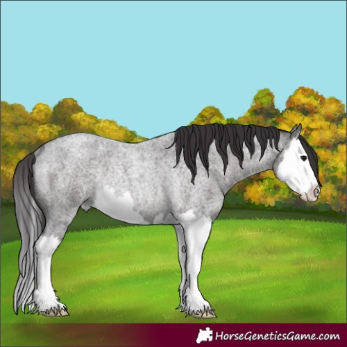 Horse Color:Smoky Blue Roan Splash Rabicano 