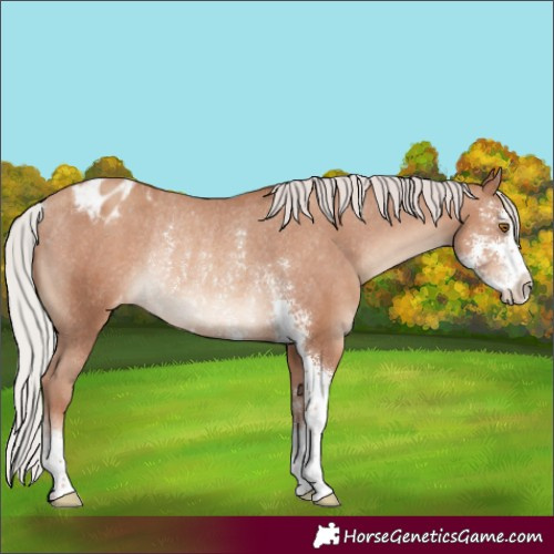Horse Color:Silver Classic Champagne Sabino Varnish Rabicano