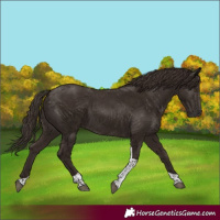 Horse Color:Liver Chestnut Tobiano 