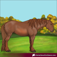 Horse Color:Chestnut 