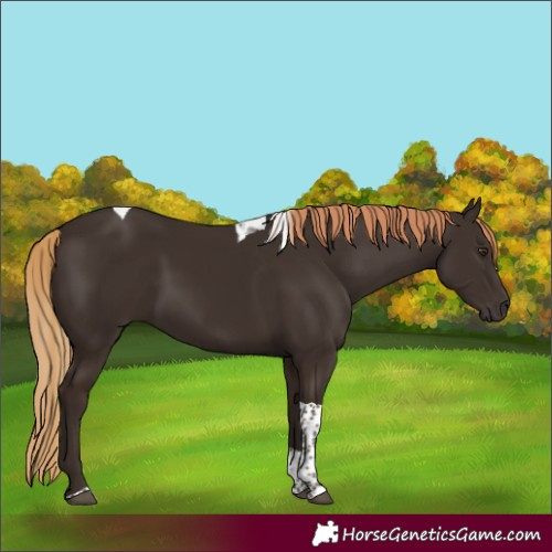 Horse Color:Liver Chestnut Tobiano 
