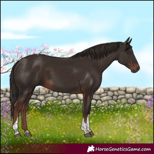 Horse Color:Liver Chestnut Tobiano