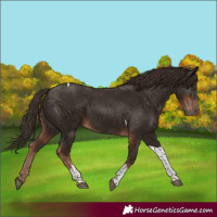 Horse Color:Liver Chestnut Tobiano