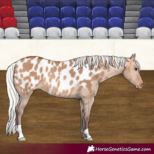 Horse Color:Silver Bay Dun Blanket Rabicano 