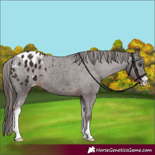 Horse Color:Liver Chestnut Sabino Appaloosa 