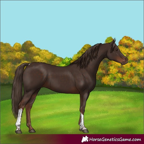 Horse Color:Liver Chestnut Tobiano