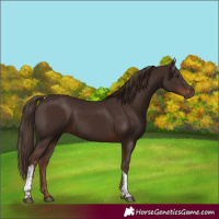 Horse Color:Liver Chestnut Tobiano