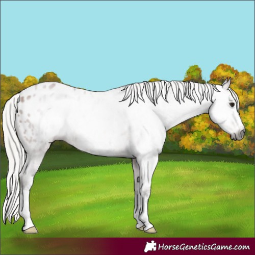 Horse Color:Gray Silver Bay Sabino Appaloosa