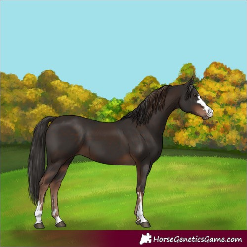 Horse Color:Liver Chestnut  and Liver Chestnut 