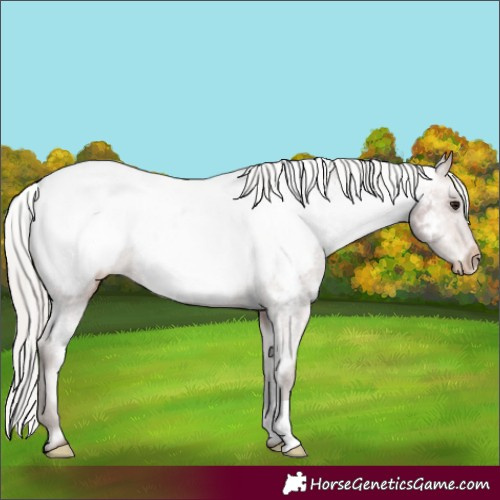 Horse Color:Silver Bay Appaloosa