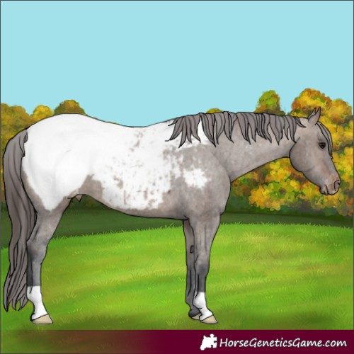 Horse Color:Brown Dun Snowcap