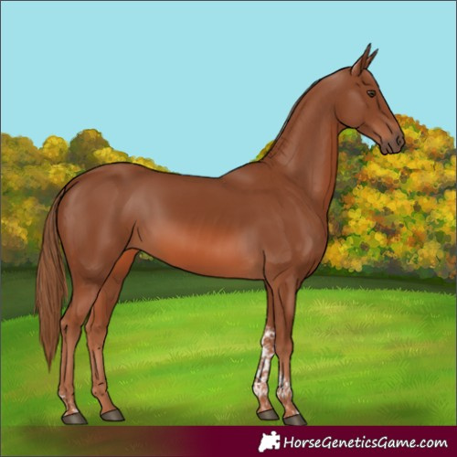 Horse Color:Chestnut Tobiano 