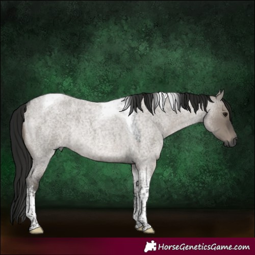 Horse Color:Gray Grullo Roan Tobiano Rabicano 