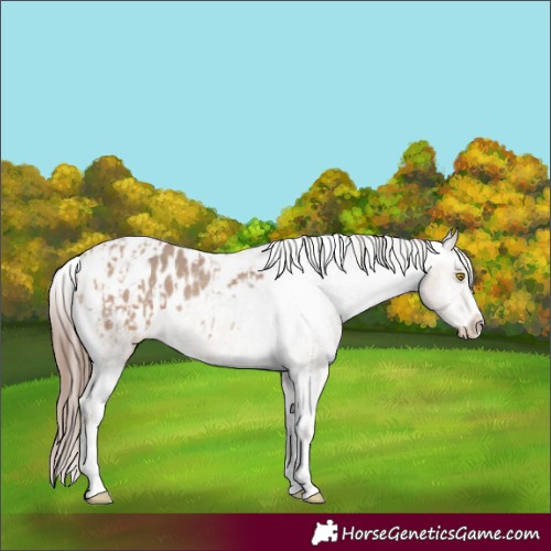 Horse Color:Amber Champagne Sabino Tobiano Blanket  and Amber Champagne Sabino Tobiano Blanket 