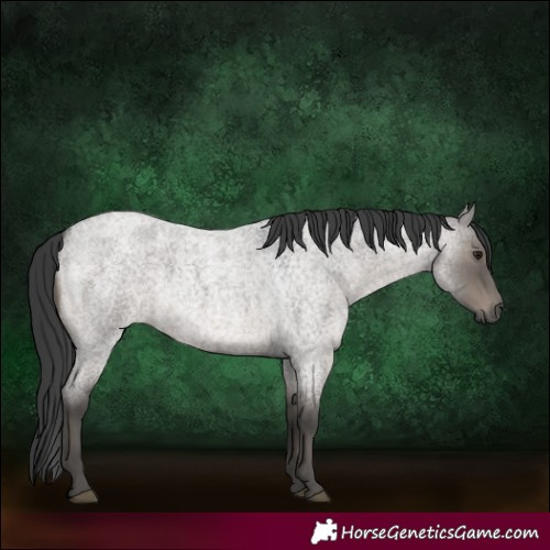 Horse Color:Grullo Roan Rabicano 