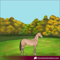 Horse Color:Amber Champagne 