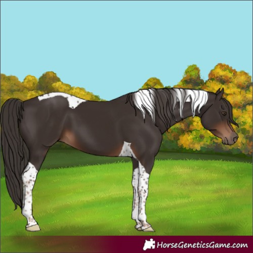 Horse Color:Liver Chestnut Tobiano 