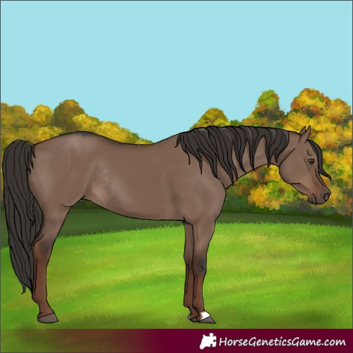 Horse Color:Liver Red Dun Rabicano 