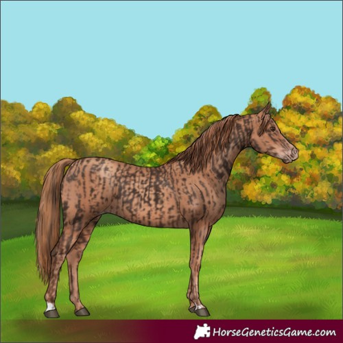 Horse Color:Liver Chestnut and Gold Champagne