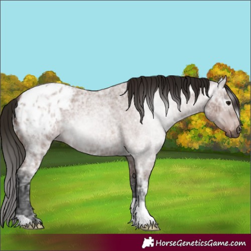 Horse Color:Gray Bay Ice Roan Appaloosa 