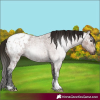 Horse Color:Gray Bay Ice Roan Appaloosa 