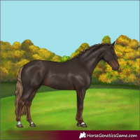 Horse Color:Liver Chestnut Rabicano 