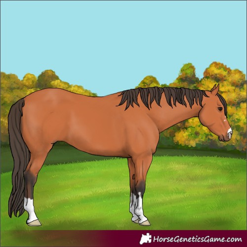 Horse Color:Bay 
