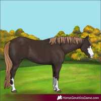 Horse Color:Liver Chestnut 